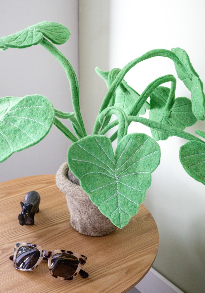 Alocasia