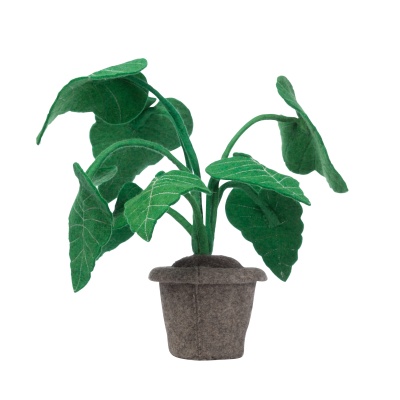 Alocasia