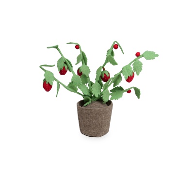 Plant Strawberry