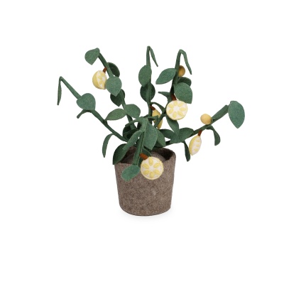 Plant Citrus