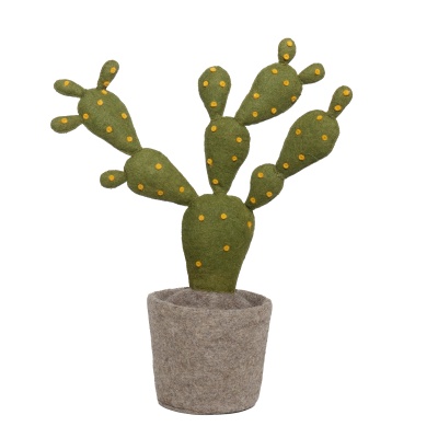 Plant Cactus