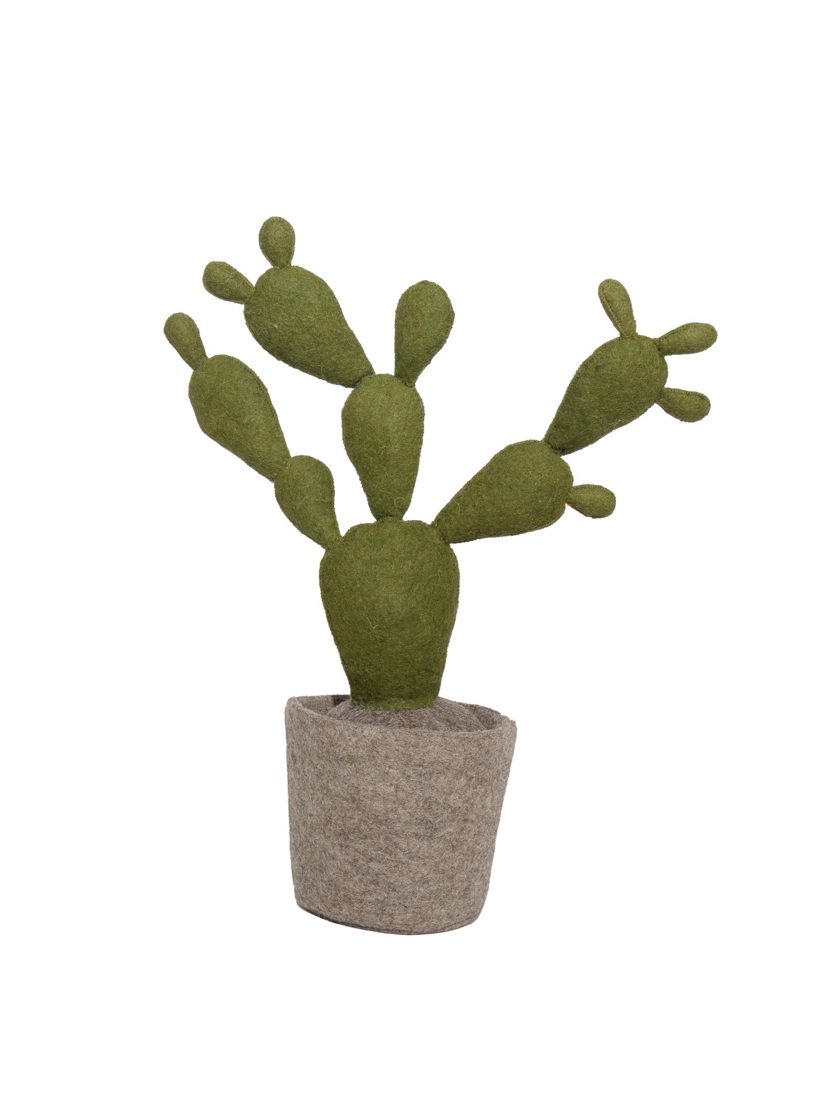 Plant Cactus