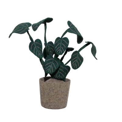 Plant Calathea