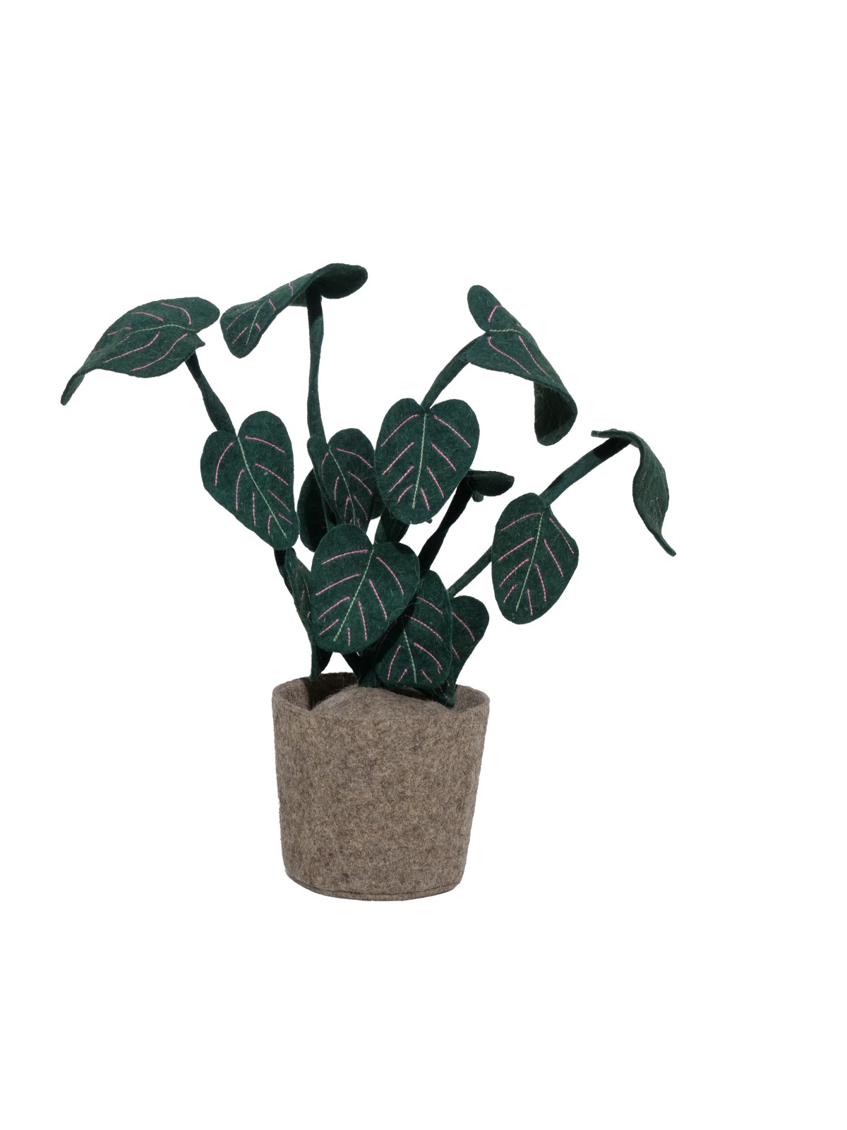 Plant Calathea
