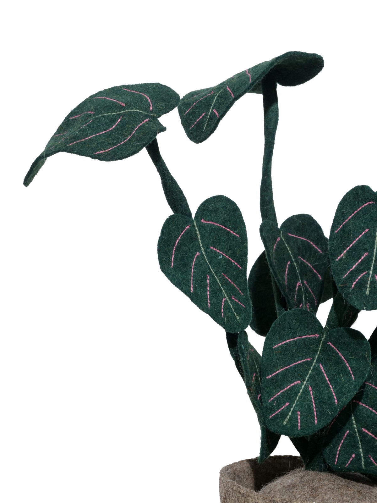 Plant Calathea